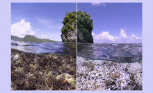 A before and after shot shows a coral reef in two stages: one is alive, one is dead and bleached.