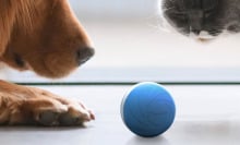 Dog and cat looking at a blue toy ball