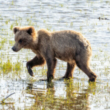 a young bear cub walking in a river