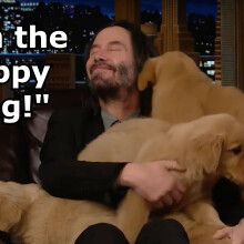 Keanu Reeves cuddling puppies on The Tonight Show Starring Jimmy Fallon