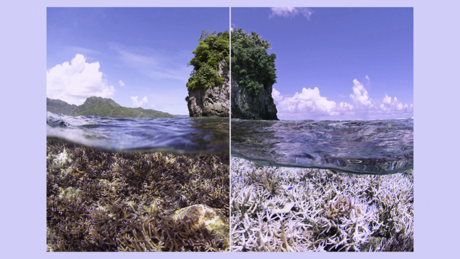 A before and after shot shows a coral reef in two stages: one is alive, one is dead and bleached.
