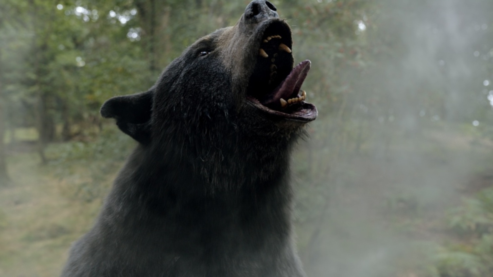 A bear stretches out its neck and opens its mouth amid a mist of white dust.