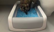 Cat in PetSafe litter box with blue crystal litter
