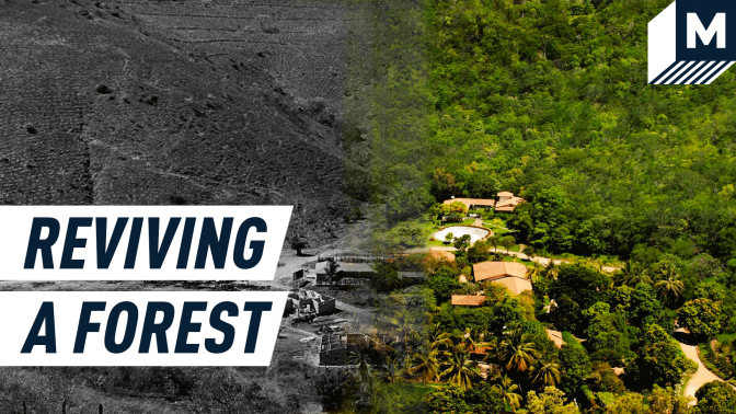 An image of the Atlantic Forest from above with the words "Reviving a forest" overlaid