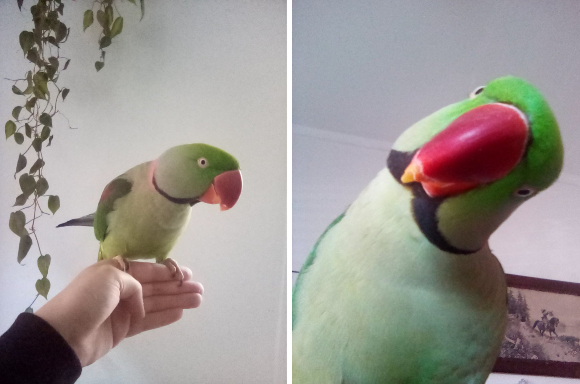 two pictures of a parrot named melon that were taken by a 2022 amazon fire 7 tablet